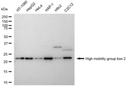 Invitrogen HMGB2 Recombinant Rabbit Monoclonal Antibody (23GB4490), Invitrogen