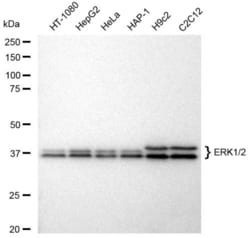 Invitrogen ERK1/ERK2 Recombinant Rabbit Monoclonal Antibody (23GB4510),
