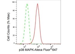 Invitrogen p38 MAPK Recombinant Rabbit Monoclonal Antibody (23GB4530),