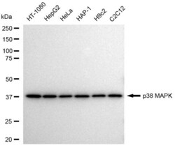 Invitrogen p38 MAPK Recombinant Rabbit Monoclonal Antibody (23GB4535),