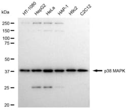 Invitrogen p38 MAPK Recombinant Rabbit Monoclonal Antibody (23GB4540),