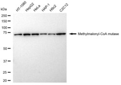 Invitrogen MUT Recombinant Rabbit Monoclonal Antibody (23GB4550), Invitrogen