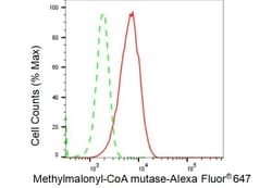 Invitrogen MUT Recombinant Rabbit Monoclonal Antibody (23GB4555), Invitrogen