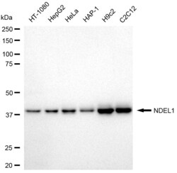 Invitrogen Nudel Recombinant Rabbit Monoclonal Antibody (23GB4565), Invitrogen