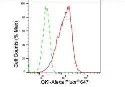 Invitrogen QKI Recombinant Rabbit Monoclonal Antibody (23GB4595) 20 &mu;L | Buy Online | Invitrogen&trade; | Fisher Scientific
