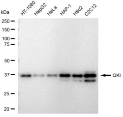 Invitrogen QKI Recombinant Rabbit Monoclonal Antibody (23GB4595) 20 &mu;L | Buy Online | Invitrogen&trade; | Fisher Scientific