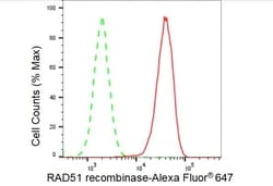 Invitrogen RAD51 Recombinant Rabbit Monoclonal Antibody (23GB4600), Invitrogen