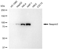Invitrogen SYNE3 Recombinant Rabbit Monoclonal Antibody (23GB4670), Invitrogen