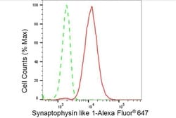 Invitrogen SYPL1 Recombinant Rabbit Monoclonal Antibody (23GB4675), Invitrogen