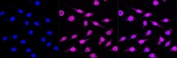 Invitrogen SYPL1 Recombinant Rabbit Monoclonal Antibody (23GB4675), Invitrogen