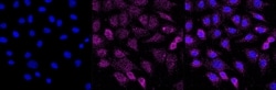 Invitrogen™ TRIP10 Recombinant Rabbit Monoclonal Antibody (23GB4705)