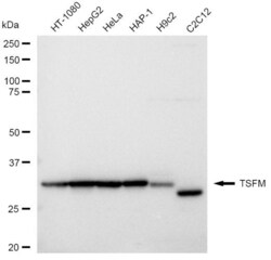 Invitrogen TSFM Recombinant Rabbit Monoclonal Antibody (23GB4710), Invitrogen