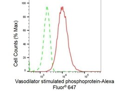 Invitrogen VASP Recombinant Rabbit Monoclonal Antibody (23GB4715), Invitrogen