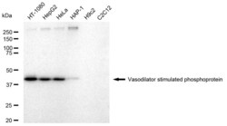Invitrogen VASP Recombinant Rabbit Monoclonal Antibody (23GB4715), Invitrogen
