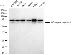 Invitrogen WDR1 Recombinant Rabbit Monoclonal Antibody (23GB4720) 20 &mu;L | Buy Online | Invitrogen&trade; | Fisher Scientific