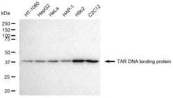 Invitrogen TDP-43 Recombinant Rabbit Monoclonal Antibody (23GB4730) 20 &mu;L | Buy Online | Invitrogen&trade; | Fisher Scientific