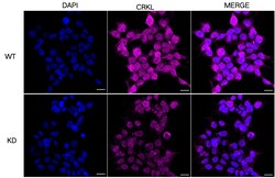 Invitrogen CrkL Recombinant Rabbit Monoclonal Antibody (23GB4735), Invitrogen