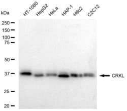 Invitrogen CrkL Recombinant Rabbit Monoclonal Antibody (23GB4735), Invitrogen