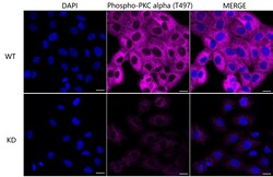 Invitrogen Phospho-PKC alpha (Thr497) Recombinant Rabbit Monoclonal Antibody