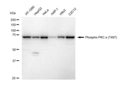 Invitrogen Phospho-PKC alpha (Thr497) Recombinant Rabbit Monoclonal Antibody