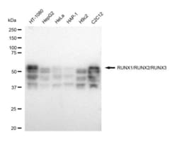 Invitrogen RUNX1/RUNX2/RUNX3 Recombinant Rabbit Monoclonal Antibody (23GB4800),