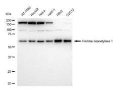 Invitrogen&trade;&nbsp;HDAC1 Recombinant Rabbit Monoclonal Antibody (23GB4785)