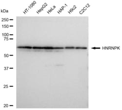 Invitrogen hnRNP K Recombinant Rabbit Monoclonal Antibody (23GB4825), Invitrogen