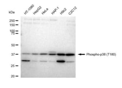 Invitrogen Phospho-p38 MAPK (Thr180) Recombinant Rabbit Monoclonal Antibody