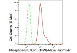 Invitrogen Phospho-PBK (Thr9) Recombinant Rabbit Monoclonal Antibody (23GB4910),
