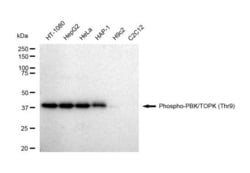 Invitrogen Phospho-PBK (Thr9) Recombinant Rabbit Monoclonal Antibody (23GB4910),