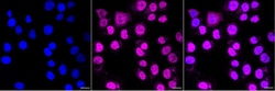 Invitrogen PFKFB3 Recombinant Rabbit Monoclonal Antibody (23GB4880) 20 &mu;L | Buy Online | Invitrogen&trade; | Fisher Scientific