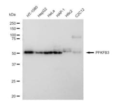 Invitrogen&trade;&nbsp;PFKFB3 Recombinant Rabbit Monoclonal Antibody (23GB4880)