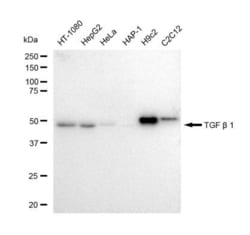 Invitrogen TGF beta-1 Recombinant Rabbit Monoclonal Antibody (23GB4835),