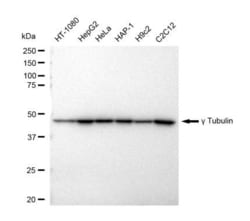 Invitrogen gamma Tubulin Recombinant Rabbit Monoclonal Antibody (23GB4805),