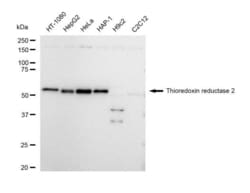 Invitrogen TrxR2 Recombinant Rabbit Monoclonal Antibody (23GB4925), Invitrogen