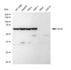 Invitrogen Ku70 Recombinant Rabbit Monoclonal Antibody (23GB4855), Invitrogen