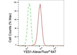 Invitrogen YES1 Recombinant Rabbit Monoclonal Antibody (23GB4945), Invitrogen 100 &mu;L | Buy Online | Invitrogen&trade; | Fisher Scientific