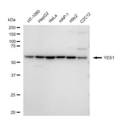 Invitrogen YES1 Recombinant Rabbit Monoclonal Antibody (23GB4945), Invitrogen 100 &mu;L | Buy Online | Invitrogen&trade; | Fisher Scientific