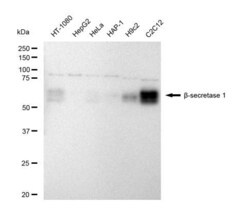 Invitrogen BACE1 Recombinant Rabbit Monoclonal Antibody (23GB4865), Invitrogen