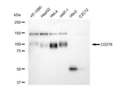 Invitrogen B7-H3 Recombinant Rabbit Monoclonal Antibody (23GB5035), Invitrogen