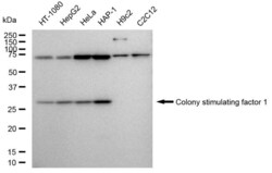 Invitrogen M-CSF Recombinant Rabbit Monoclonal Antibody (23GB5110), Invitrogen