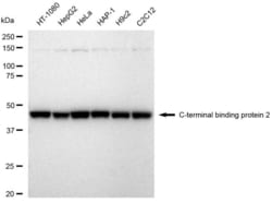 Invitrogen CtBP2 Recombinant Rabbit Monoclonal Antibody (23GB5120), Invitrogen