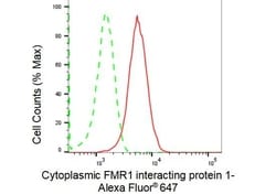 Invitrogen CYFIP1 Recombinant Rabbit Monoclonal Antibody (23GB1605), Invitrogen
