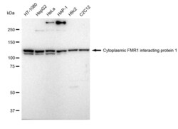 Invitrogen CYFIP1 Recombinant Rabbit Monoclonal Antibody (23GB1605), Invitrogen