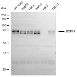Invitrogen DCP1A Recombinant Rabbit Monoclonal Antibody (23GB5150), Invitrogen