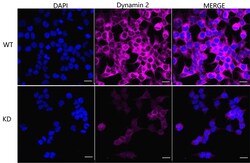 Invitrogen Dynamin 2 Recombinant Rabbit Monoclonal Antibody (23GB5170),
