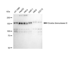 Invitrogen Drosha Recombinant Rabbit Monoclonal Antibody (23GB5205), Invitrogen