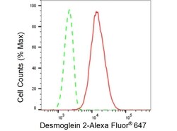 Invitrogen Desmoglein 2 Recombinant Rabbit Monoclonal Antibody (23GB5215),