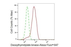 Invitrogen DTYMK Recombinant Rabbit Monoclonal Antibody (23GB5235), Invitrogen