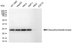 Invitrogen DTYMK Recombinant Rabbit Monoclonal Antibody (23GB5235), Invitrogen